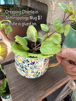 Succulent Plants In Various Pots
