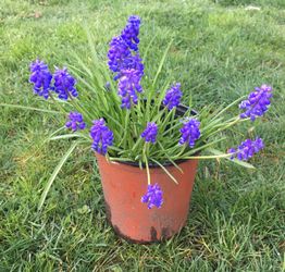 Grape Hyacinth