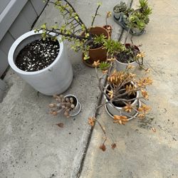 Succulents And Pots. All For $20