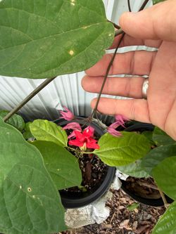 Bleeding heart vine(red