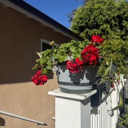 Geraniums in Pot