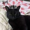 Katt