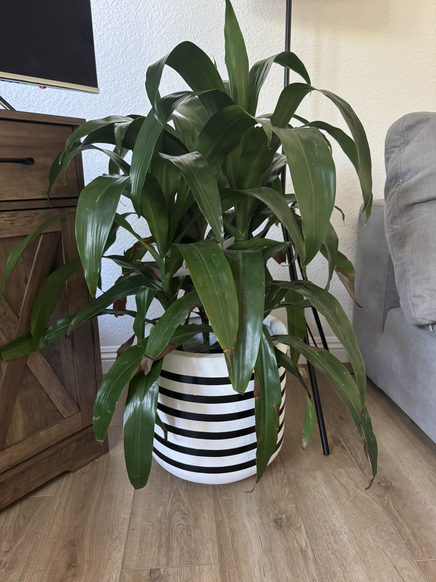 Plant With Pot