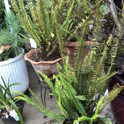 Sword Ferns And More Plants From $5-$25 Land Park Area Accepting Cash App Zelle And Cash 