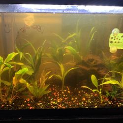 20 Gallon Fish Tank 