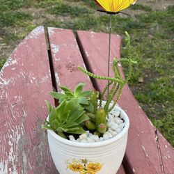 Succulent Arrangement 