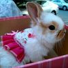 Bunnies Closet