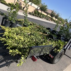 Ficus 15 Gallon Or 5 Gallon!