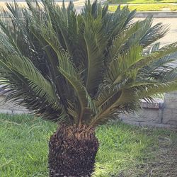 3 Sago Palm plant on sale. Best offer.