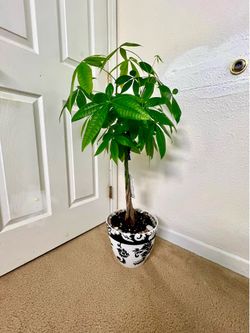 Money tree 🌴 plant