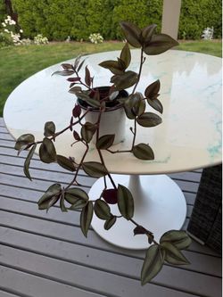 Tradescantia Plant ‘Silver Wandering Jew’ (Out/In Door Life Plant)