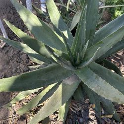 Aloe Vera