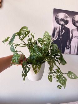 Monstera swiss cheese