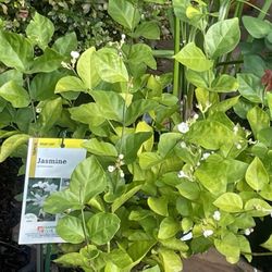 Large Jasmine Perennial Plant 