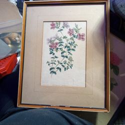 Antique Botany Pictures