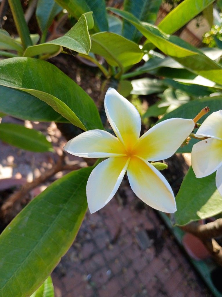 Plumeria Plants/Trees 
