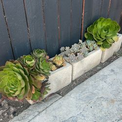 ALL Succulent Plants Without Vase / Planta Suculenta