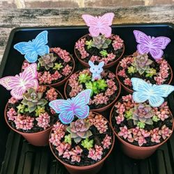 Easter Succulents