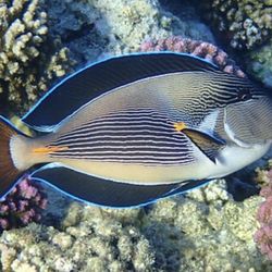 sohal tang, Reef Fish 