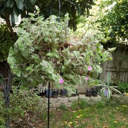 Currently  Flowering With Small Purple  Flowers