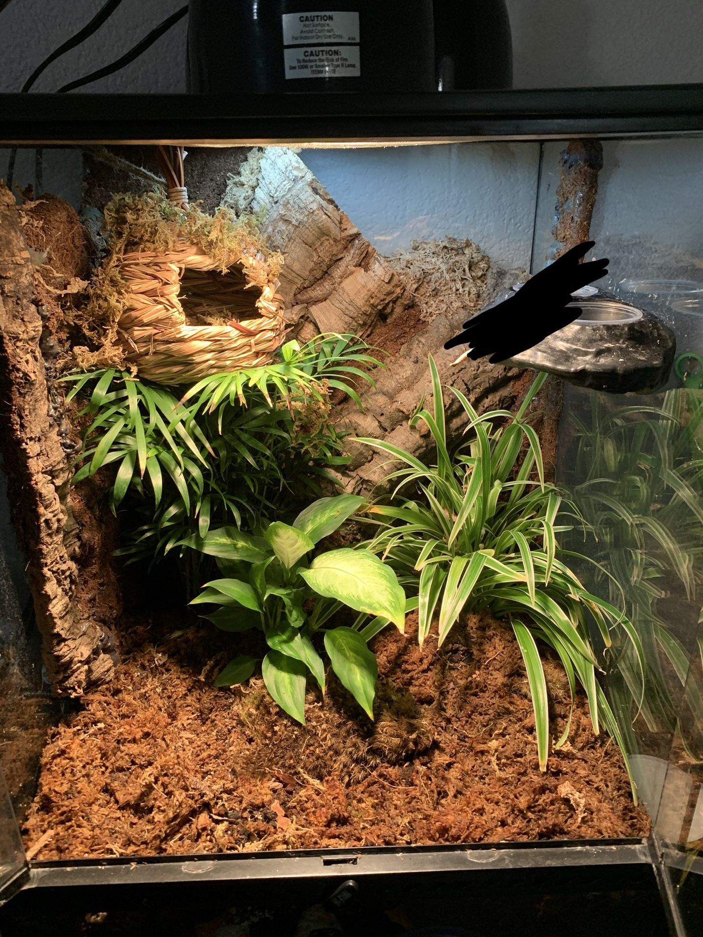 BIOACTIVE EXOTERRA ENCLOSURE