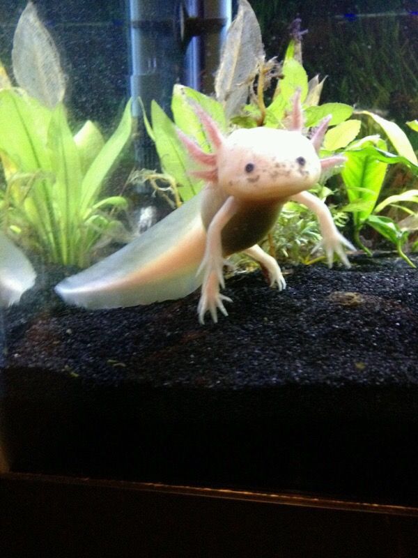Free Axolotls Aka Mexican Walking Fish For Sale In Mesa Az Offerup