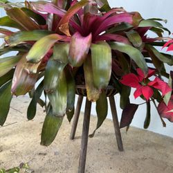 PLANTS Fig, bromelia