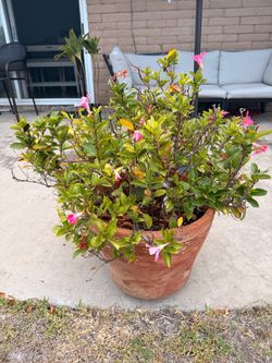 Pretty pink plant w/Terracotta Pot