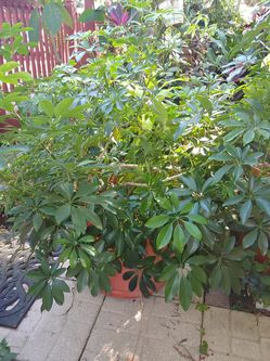 Beautiful plant ...in big pot