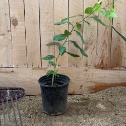 Plants 