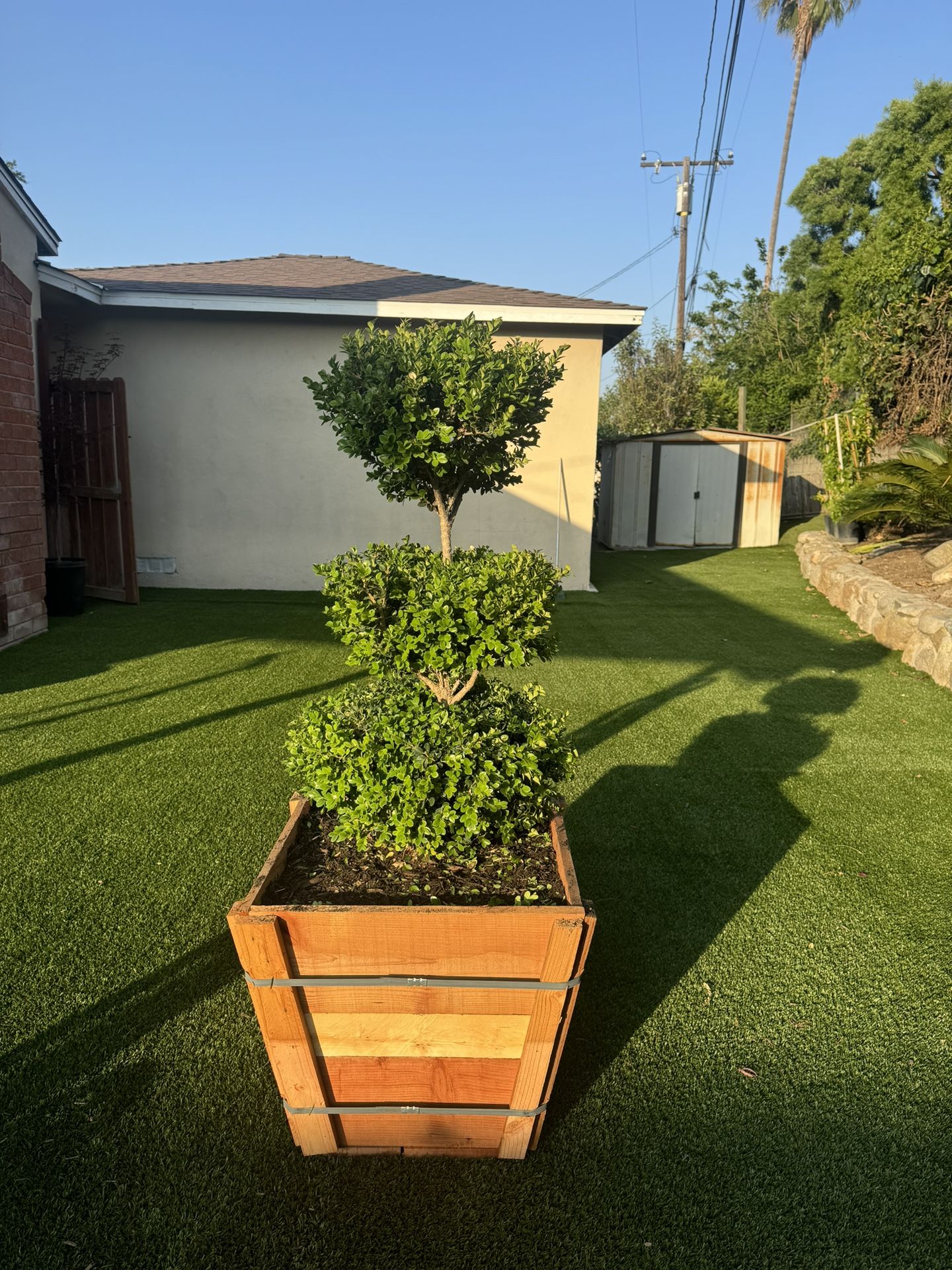 Boxwood Triple Ball Topiary