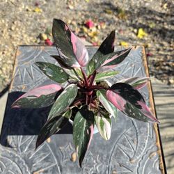 Phillodendron Pink Princess