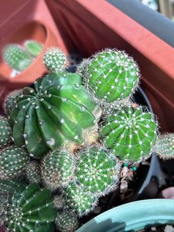 Cactus Plant Cluster in Pot
