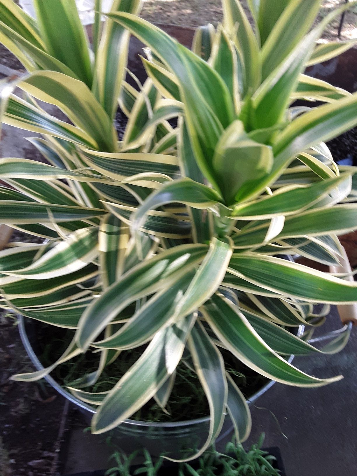 12" pot with indoor plant