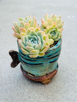 Succulents plants 🪴 （Echeveria isolated star）