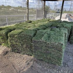 Grass (sod)