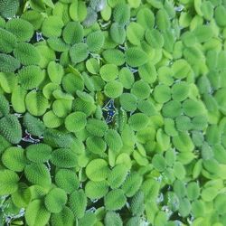Cats Tongue Aquarium Plant