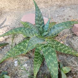 Blooming Succulant Plants
