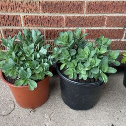 Two Potted Sedum Plants Perrineals $13 Each