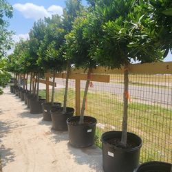 Japanese Blueberry Tree 30gallons 10ft Tall 
