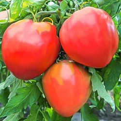 Organic Bulls Heart Sweet And Pink Healthy Tomato Plants 