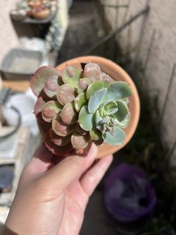 Echeveria Raindrop In Terracotta