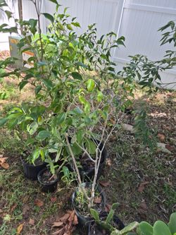 Small Potted Trees in Black Nursery Containers