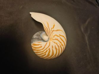 7.5" (15-19.5cm) Large Nautilus Shell, Coastal Home Accent, Beach House Decor, Collector Seashell Gift, Conch Shell for Vintage Home Decor