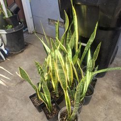 Snake plant 