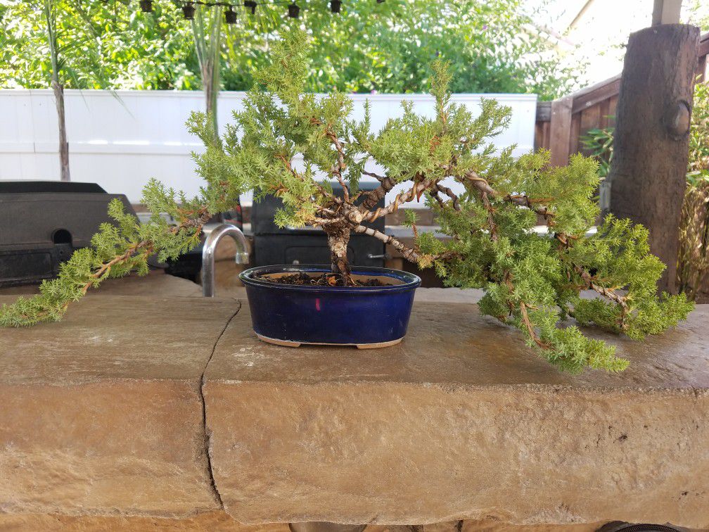 Juniper Bonsai Tree 2