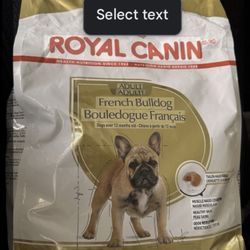 French Bulldogs 