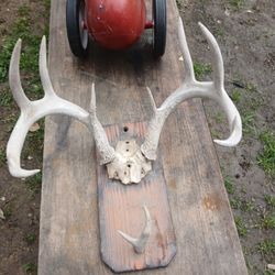 SMALL DEER ANTLERS $ 15