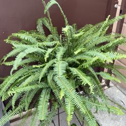 6” Big Fern