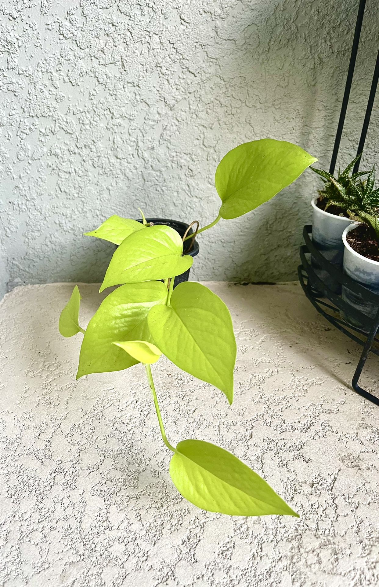 Pothos Neon Plant 